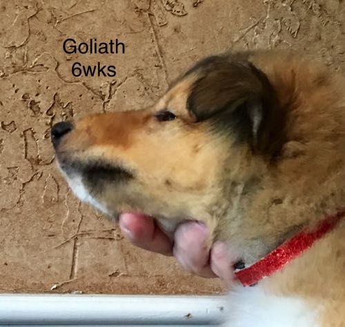 Goliath 6wks